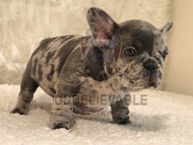 chocolate merle french bulldog for sale