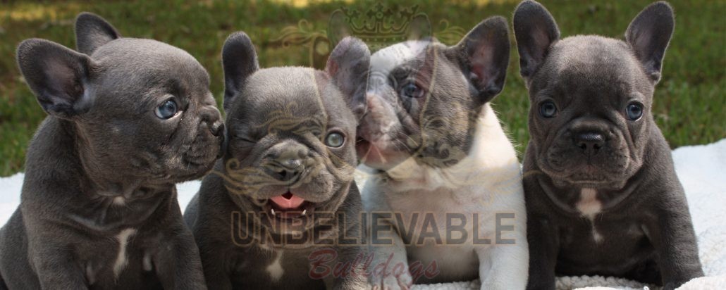 lilac british bulldog puppies for sale