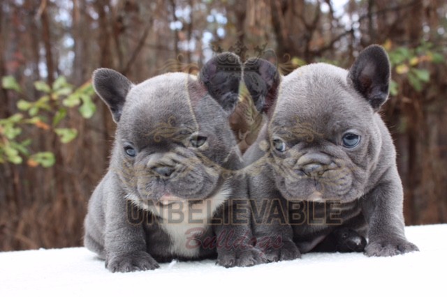 grey bulldog puppy with blue eyes