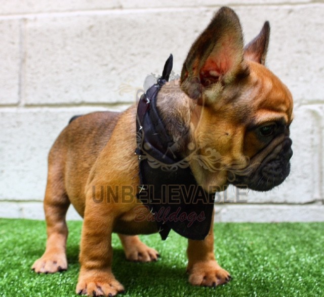 french bulldog mix puppies for sale