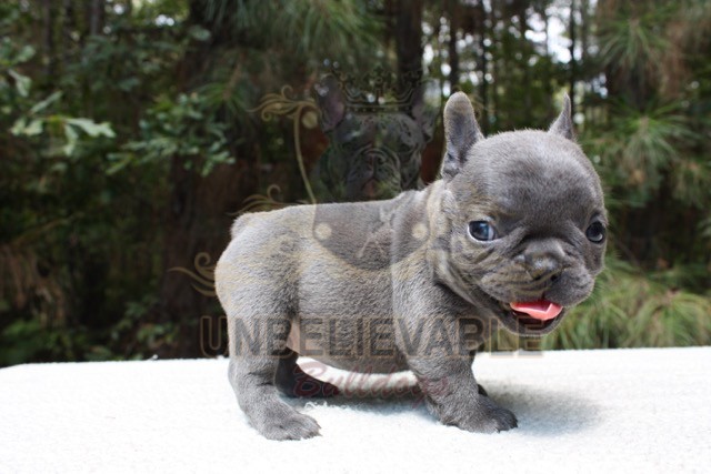 frenchton-puppies-for-sale-in-va