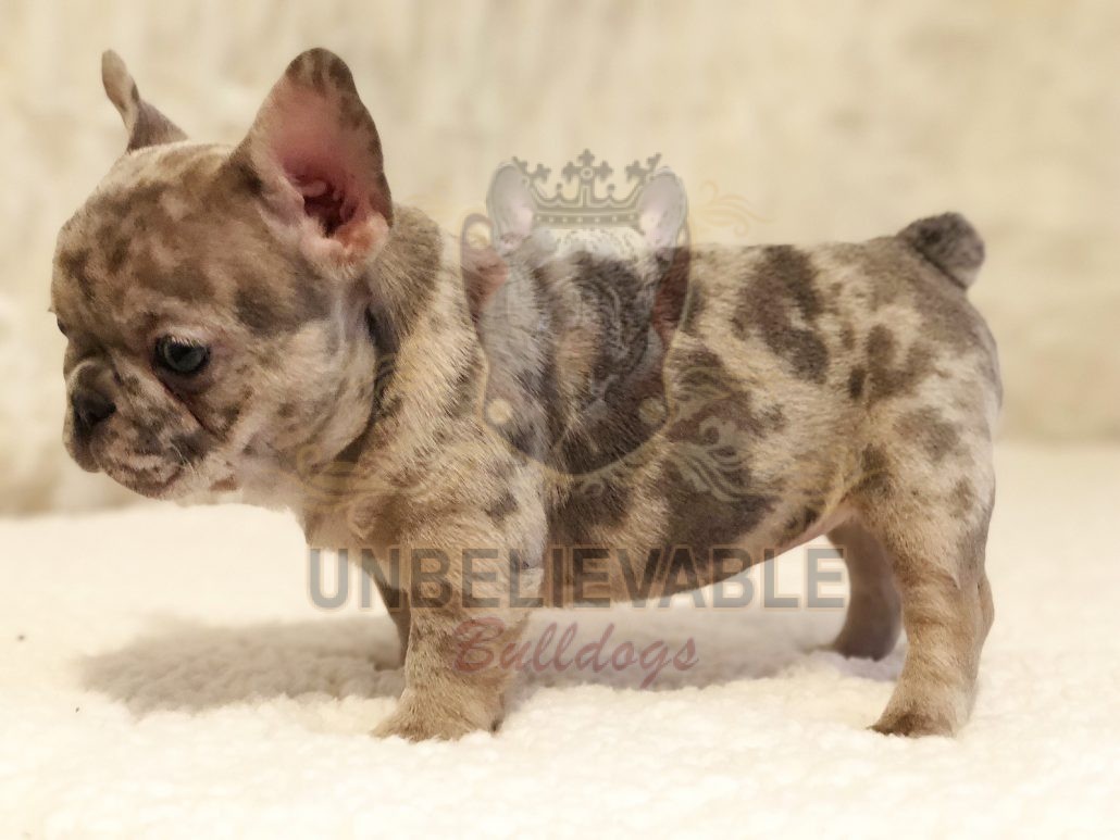 mini french bulldog for sale