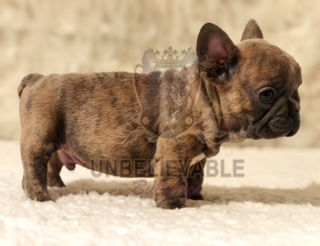 Reverse brindle hot sale bulldog