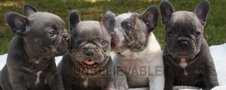 Frenchie Puppies, English Bulldog Puppies, Bulldog Puppies | Atlanta ...