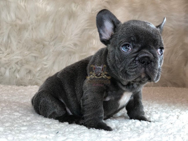 New Litter From Spookie Bleu’ and Luna Bleu’ – Frenchie Puppies ...