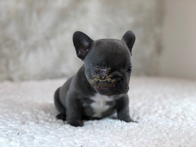 New Litter From Boosie and Bella – Frenchie Puppies, English Bulldog ...