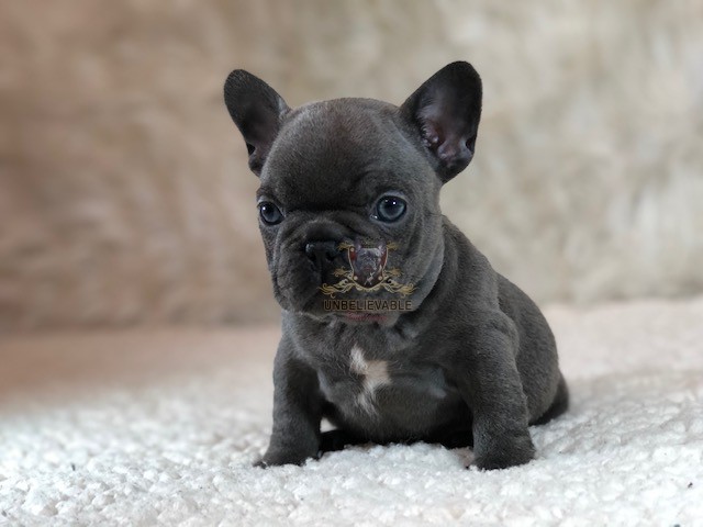 New Litter From Boosie and Bella – Frenchie Puppies, English Bulldog ...