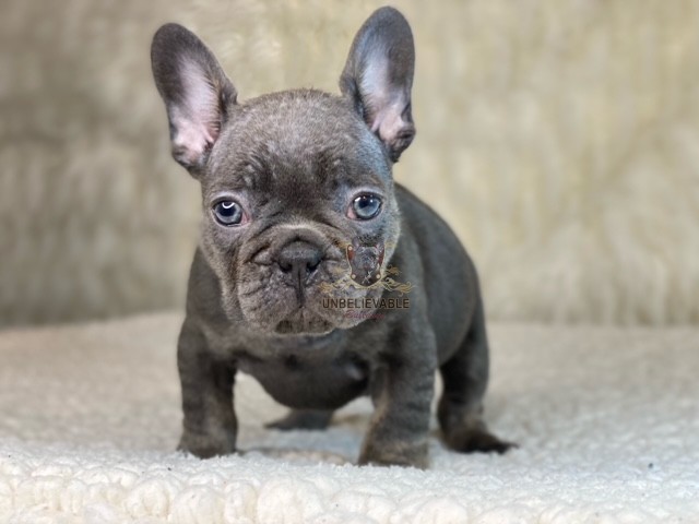 New Litter From Marva and Lil Spill – Frenchie Puppies, English Bulldog ...